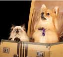 pet-friendly